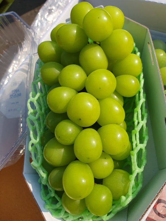 토마토야채과일 이미지
