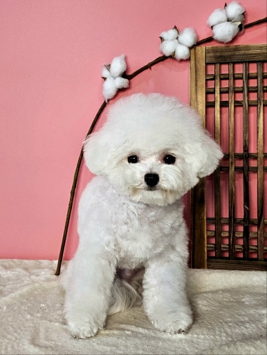 평택애견미용학원 이미지
