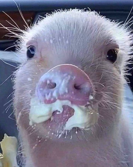 꿀꿀이 이미지