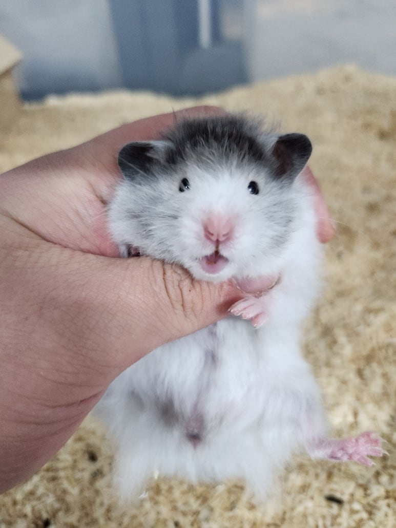 (주)모프 이미지
