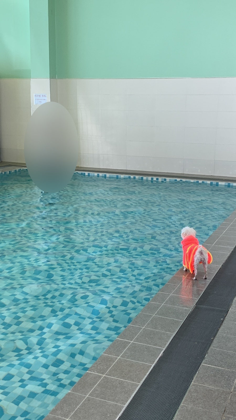천안 프렌즈애견빌리지 독채 강아지 수영장 펜션 — 사진 19