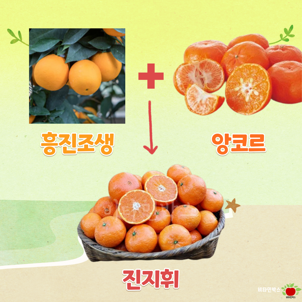 흥진과일 이미지
