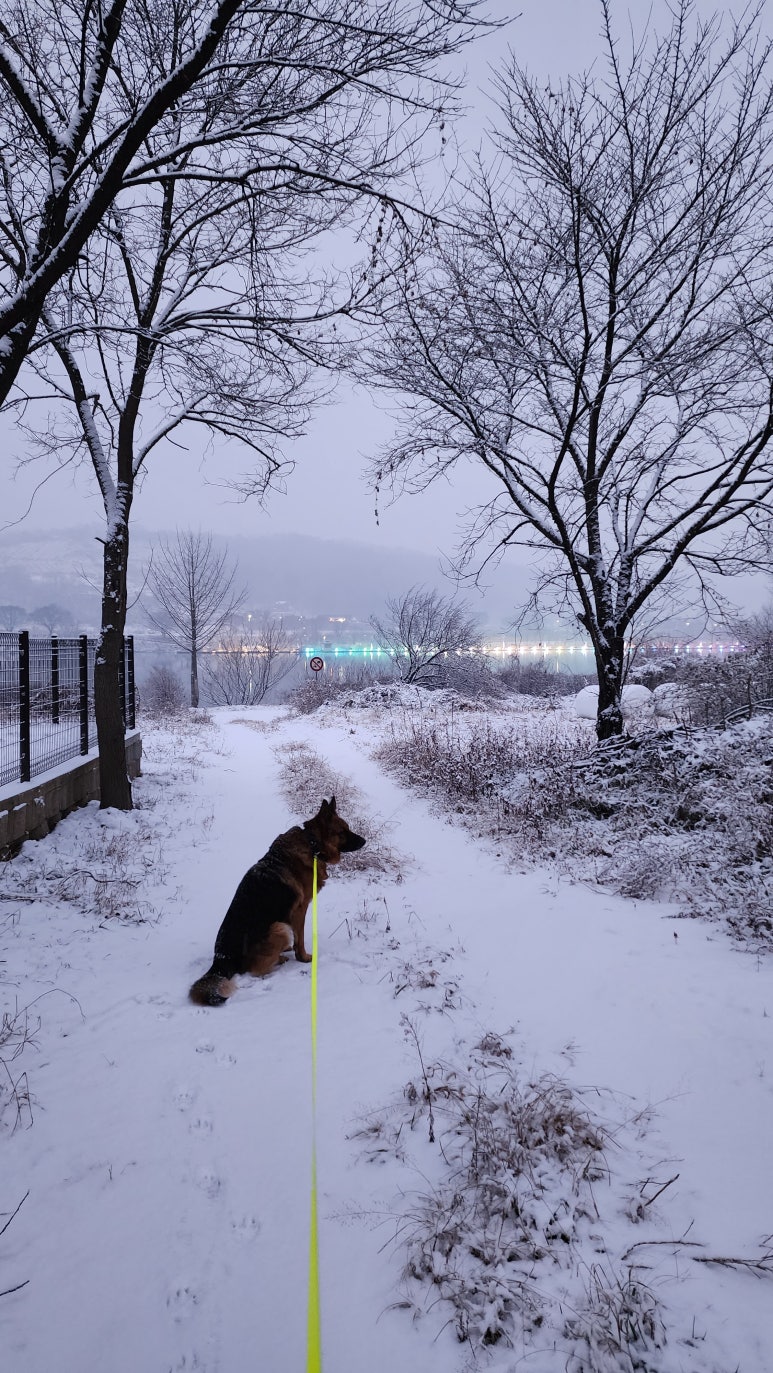당근Story 이미지