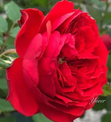 레드애플(RED apple) 이미지