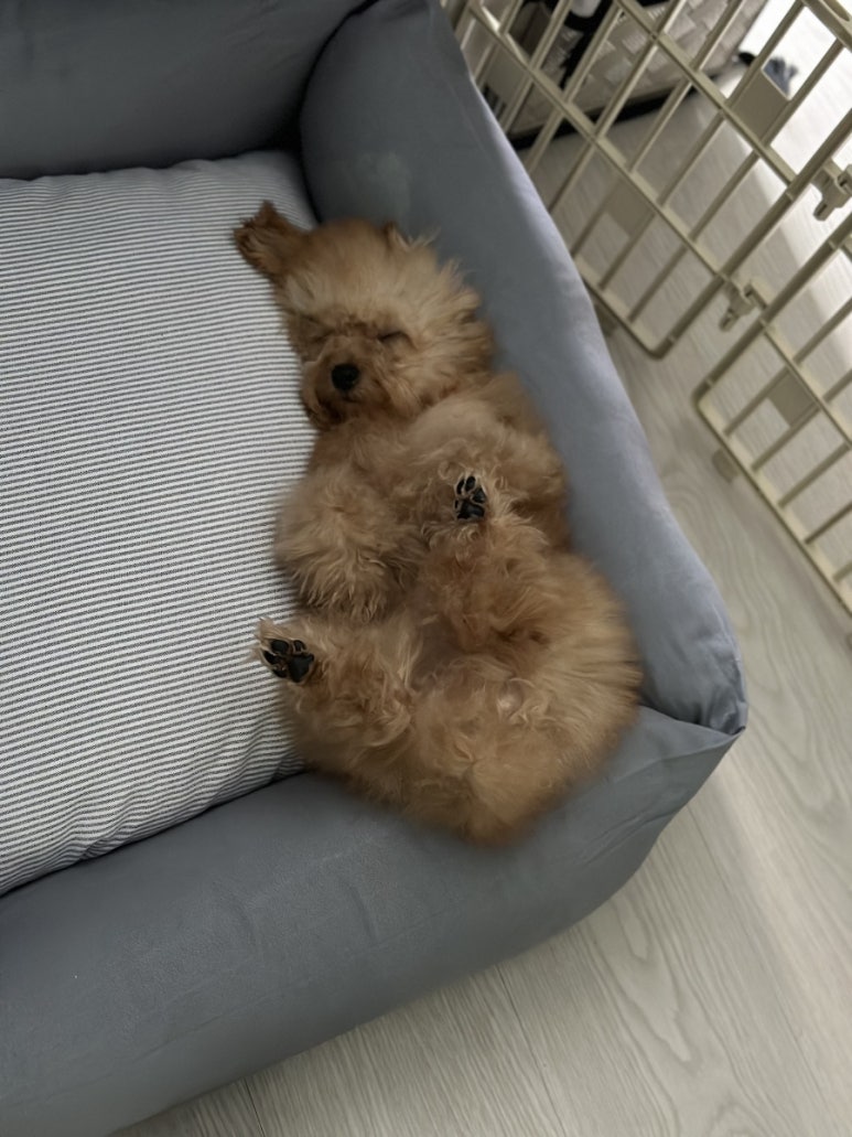 김올가 이미지