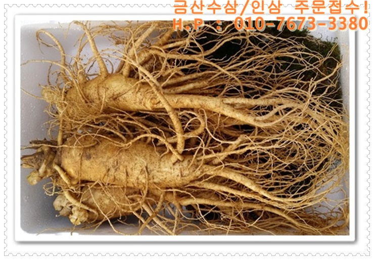 금산인삼 이미지