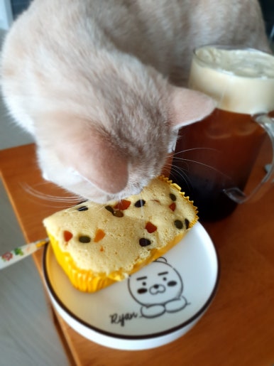 요빵조빵 이미지