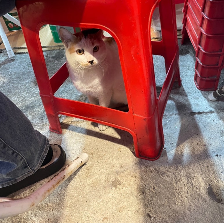 오동이네튀김 이미지