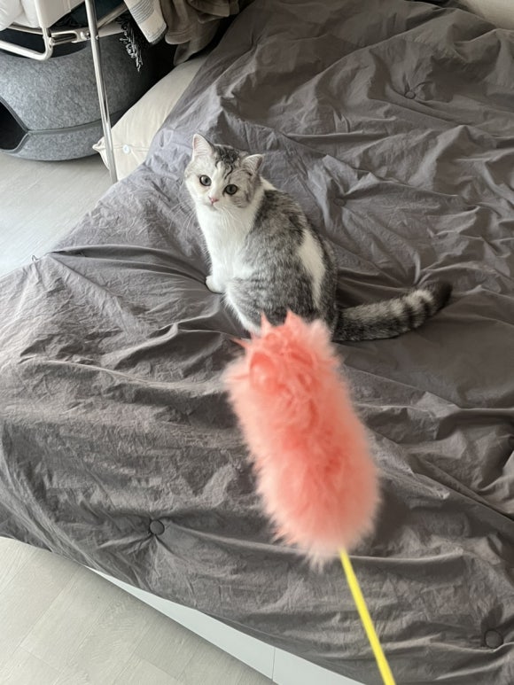 아로아로이 이미지