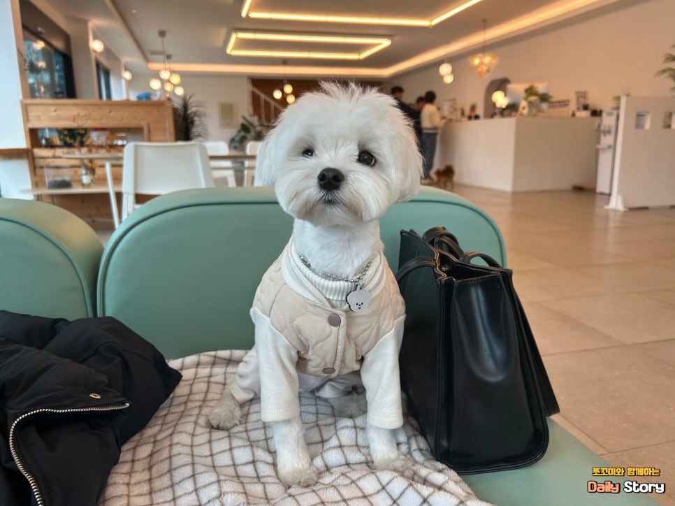 피피비피 이미지