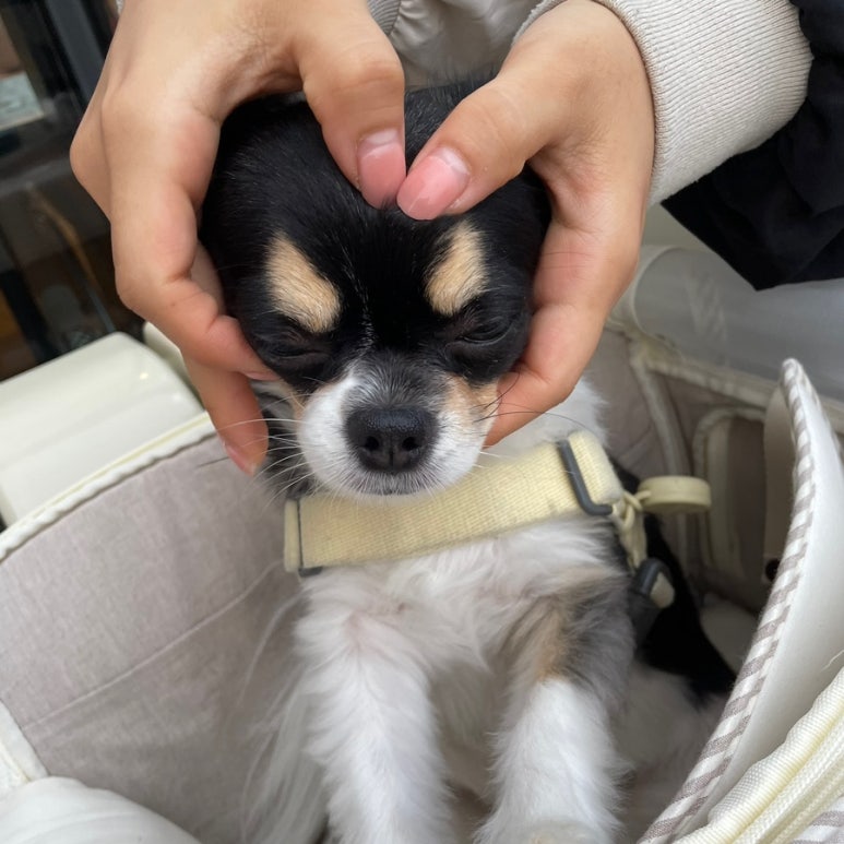 프롬위니 이미지