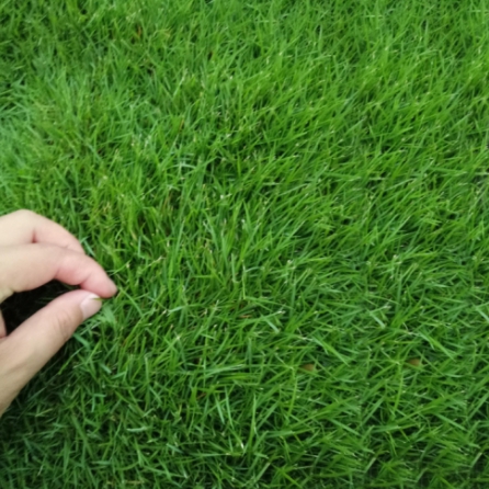 버뮤다그래스(BERMUDA GRASS) 이미지