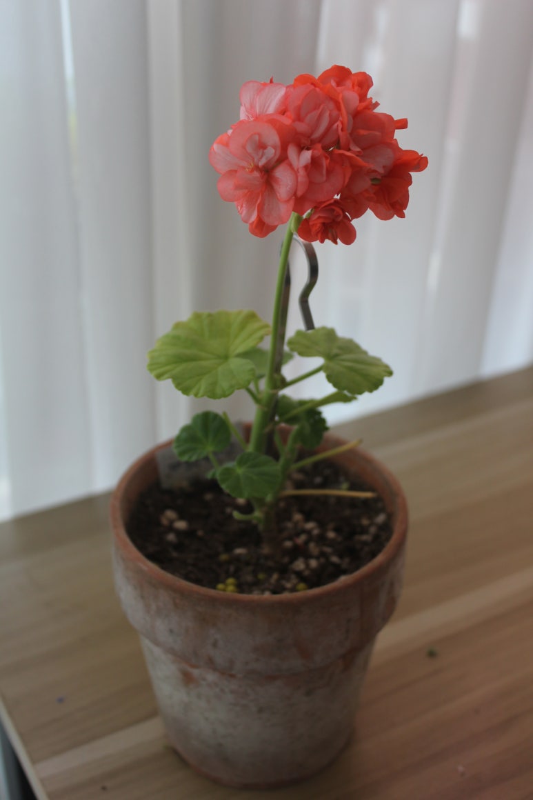 살찐붕어 이미지