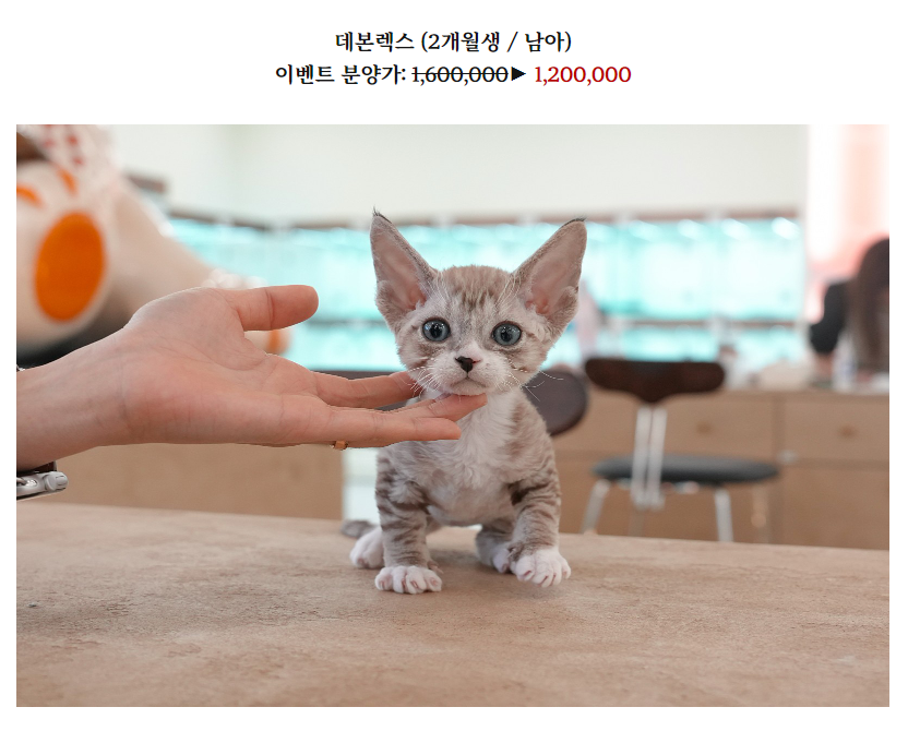 온천장고양이 이미지