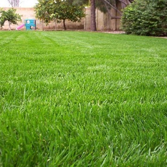 버뮤다그래스(BERMUDA GRASS) 이미지