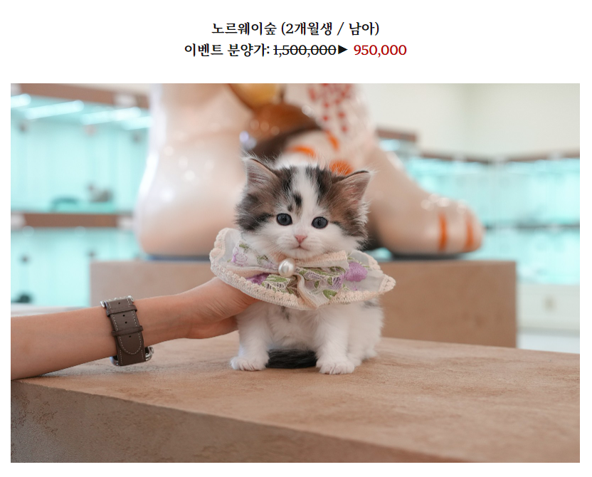 온천장고양이 이미지