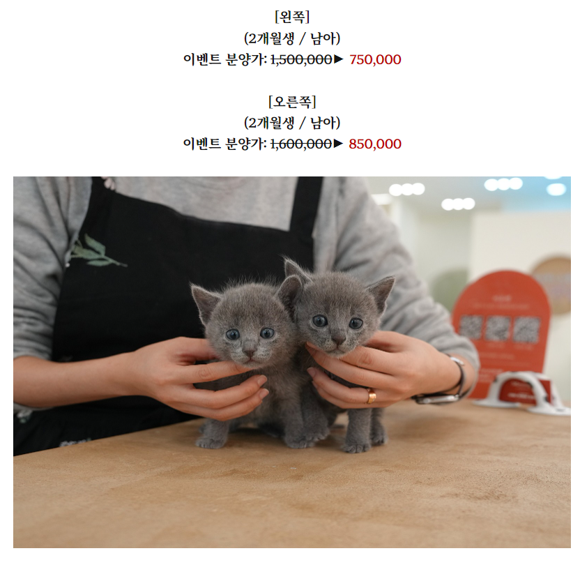 온천장고양이 이미지