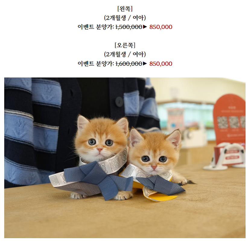 온천장고양이 이미지