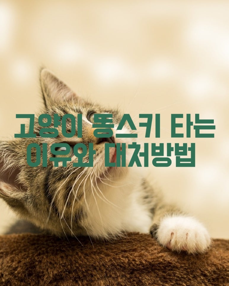고양이 똥스키 타는 이유와 대처방법