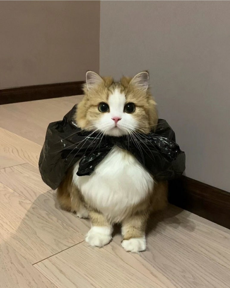 스키타는고양이 이미지
