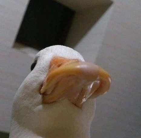 묭실 이미지