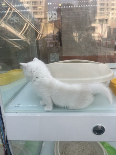 냥냥문방구 이미지