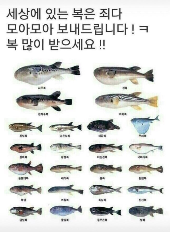 코미도리 이미지