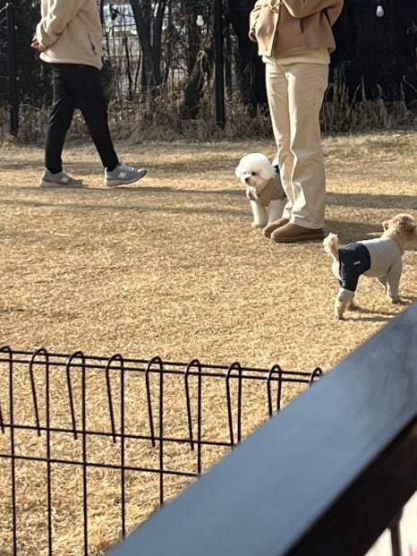 마녀금빵 이미지
