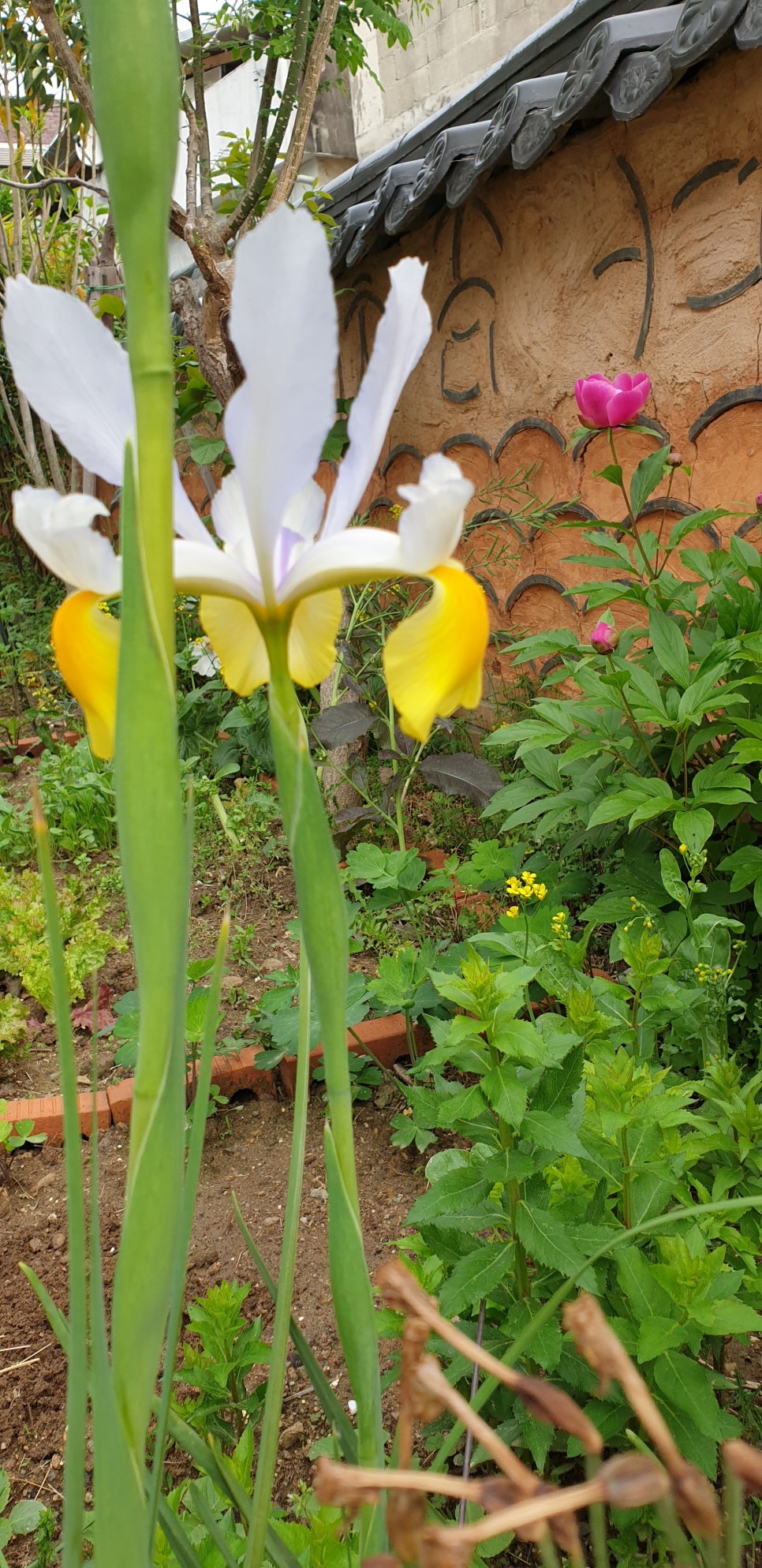 가다리 이미지