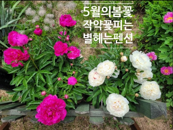 작약꽃펜션 이미지