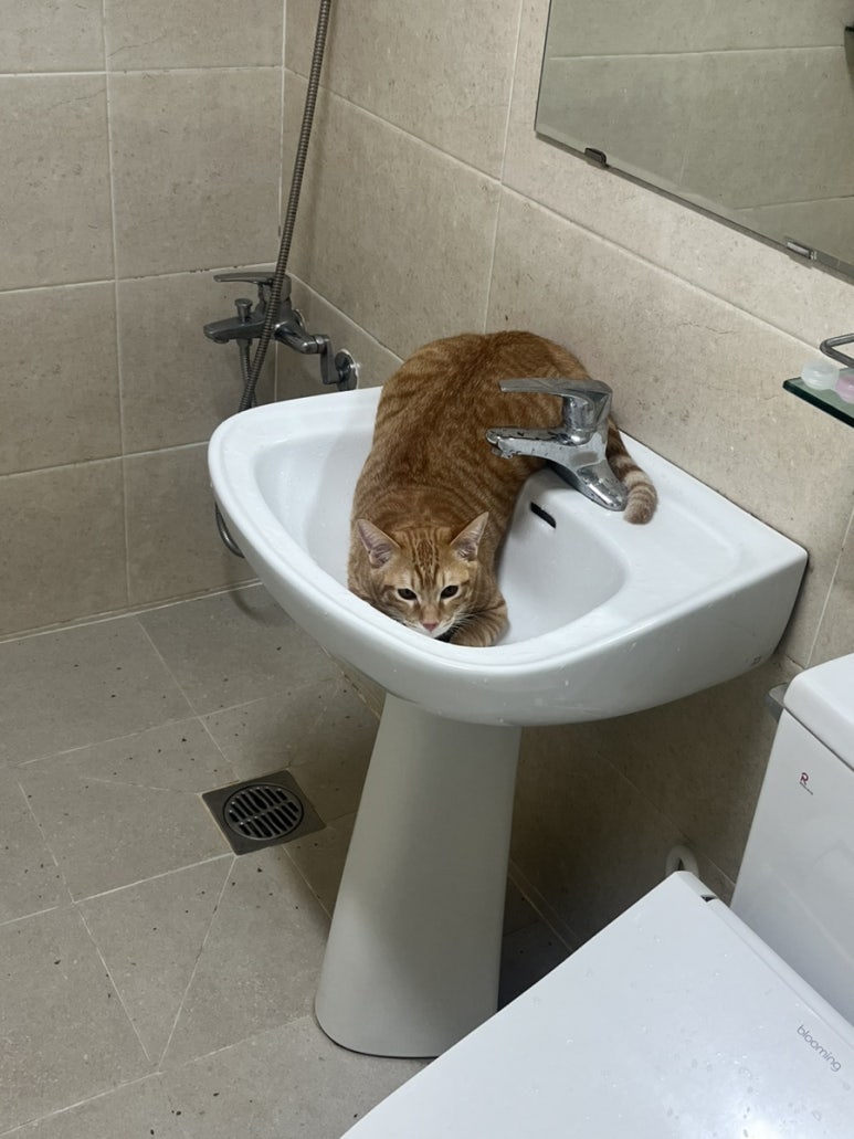 금별마켓 이미지