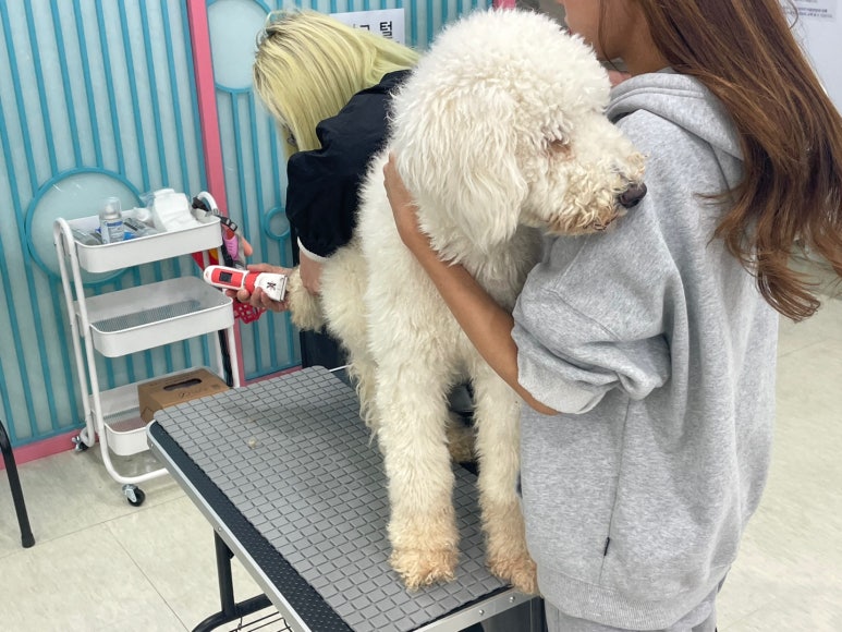평택애견미용학원 이미지