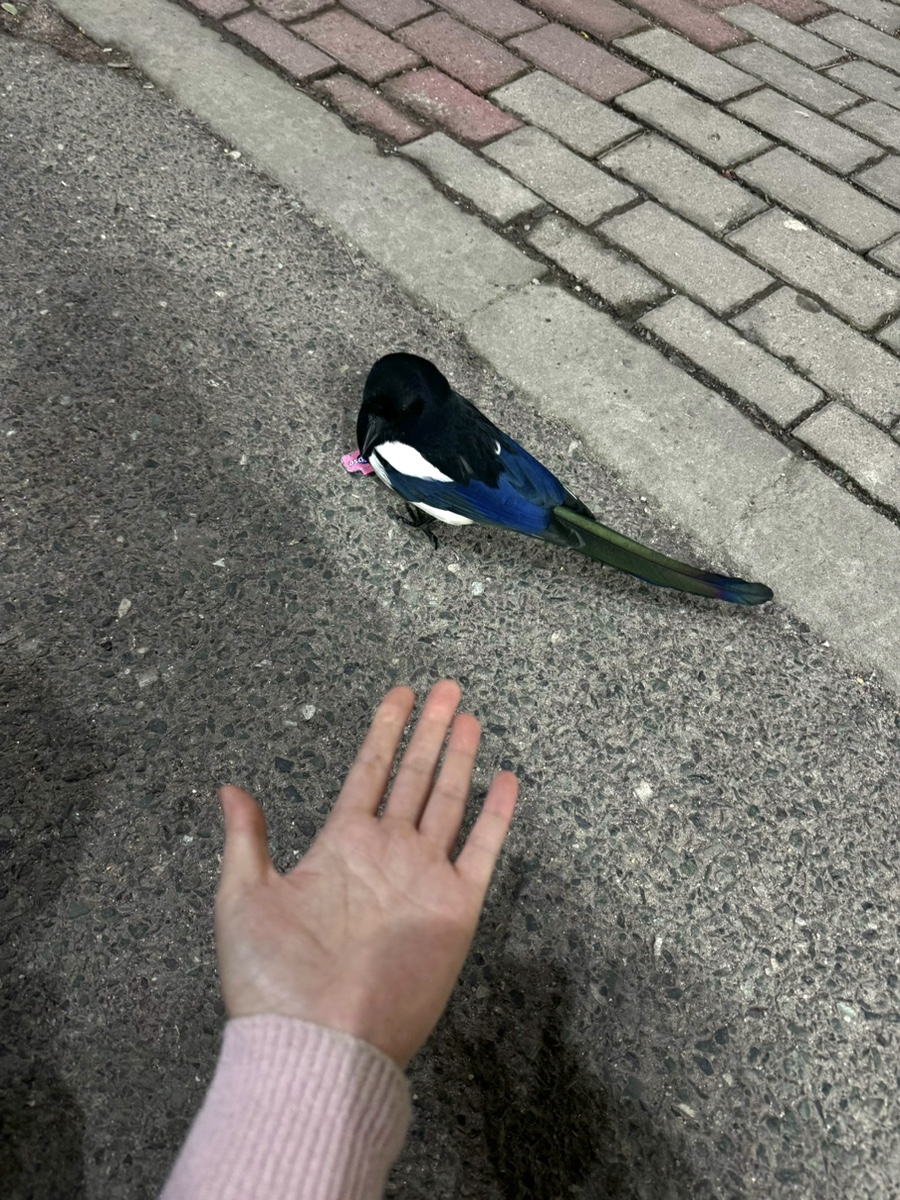 까치세탁소 이미지
