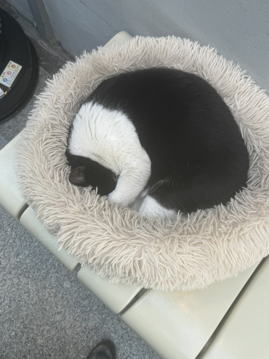 캬베츠 이미지