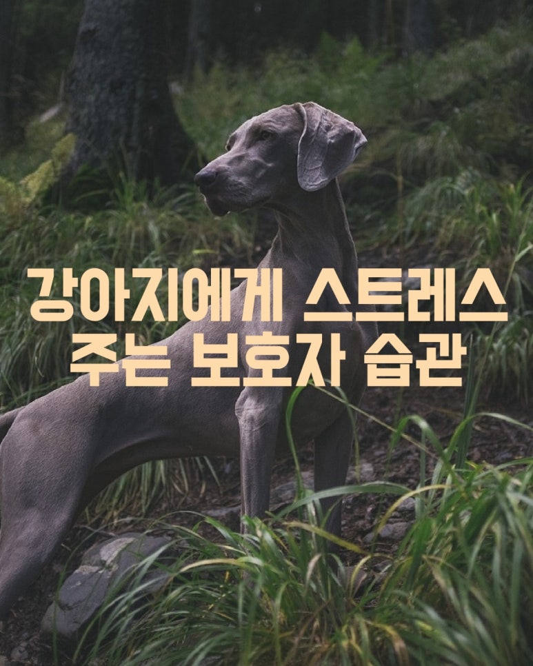 강아지에게 스트레스 주는 보호자 습관