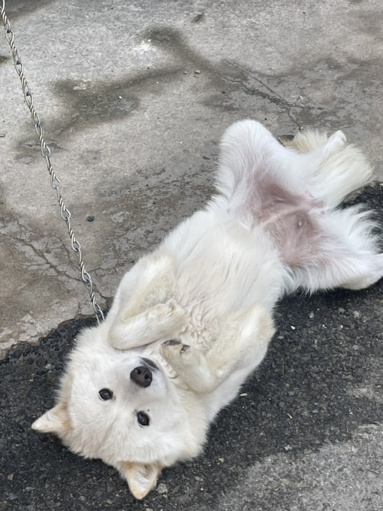 냥치케 여수 이미지