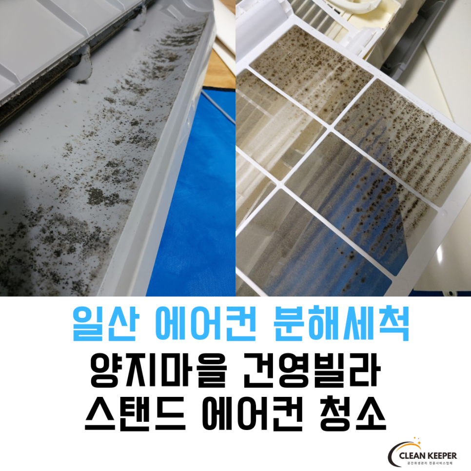 양지크린 이미지