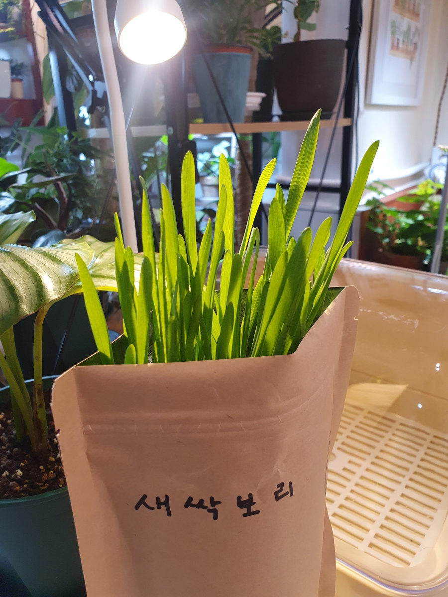 그로우 그리너리 이미지