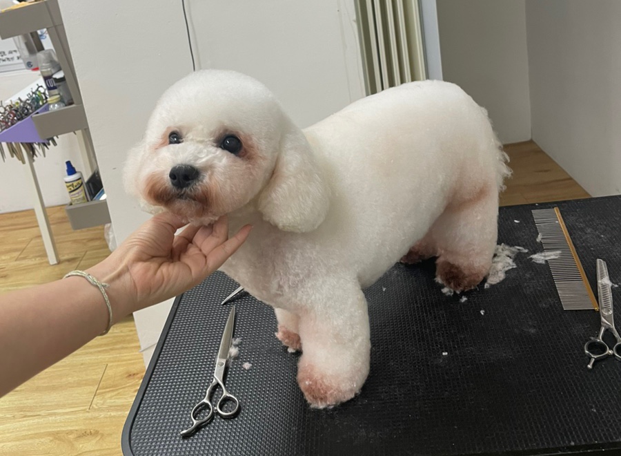 시흥탑애견미용학원 이미지