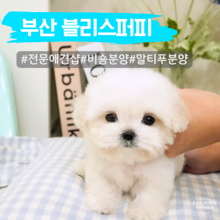 샵블리스 이미지