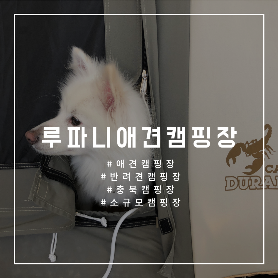 루파니애견캠핑장 이미지