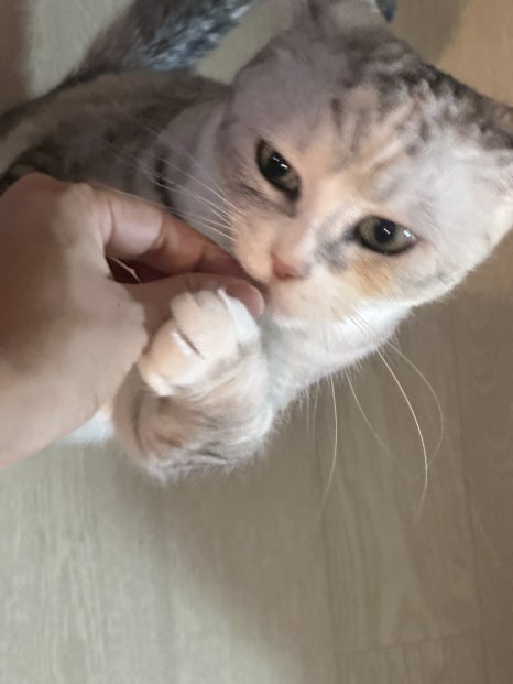 이쁘니생선 이미지
