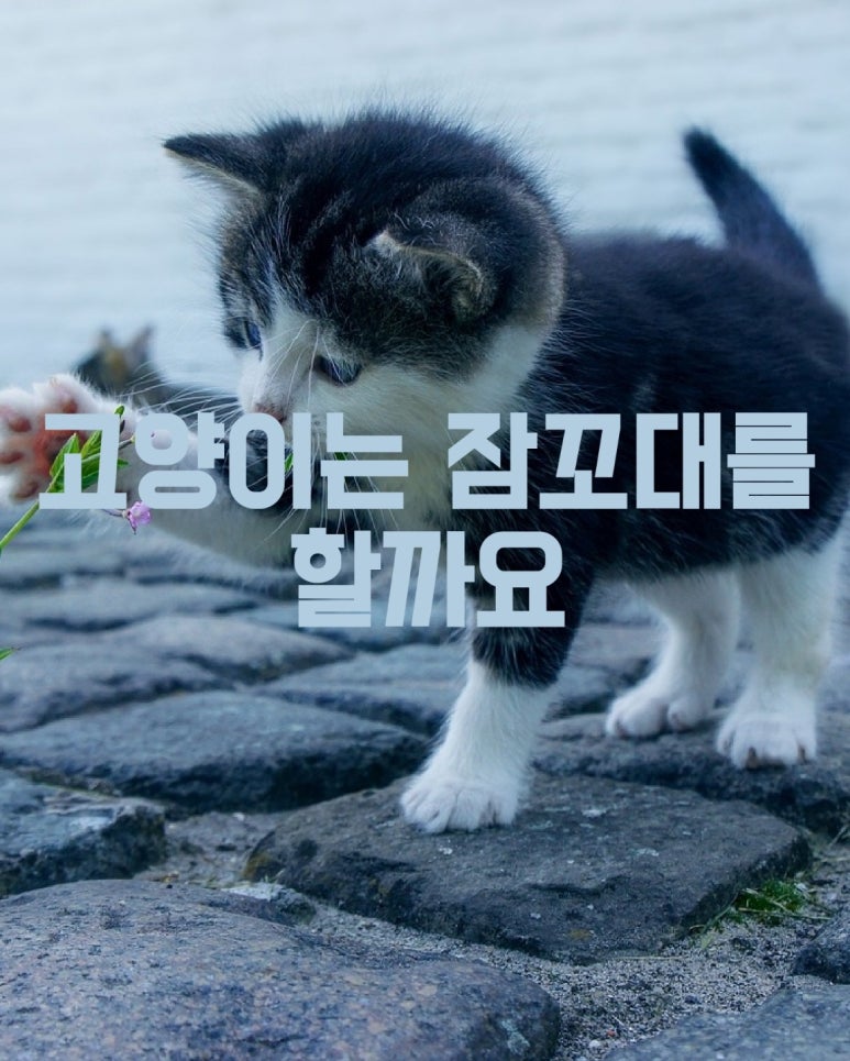 고양이는 잠꼬대를 할까요