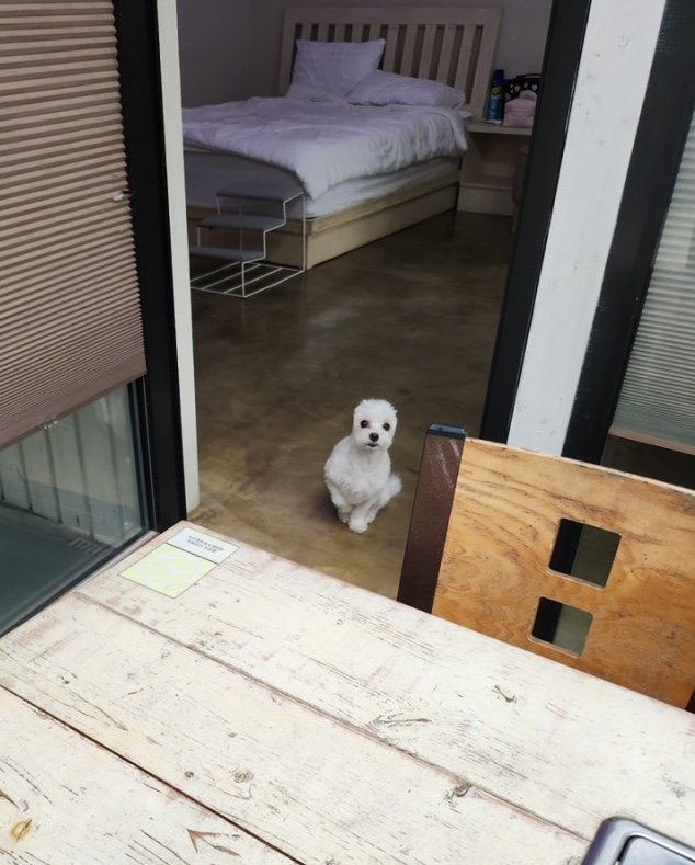 어나더153애견펜션 이미지