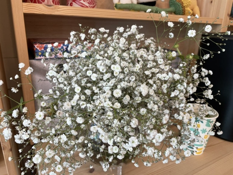 꼬삐아 이미지