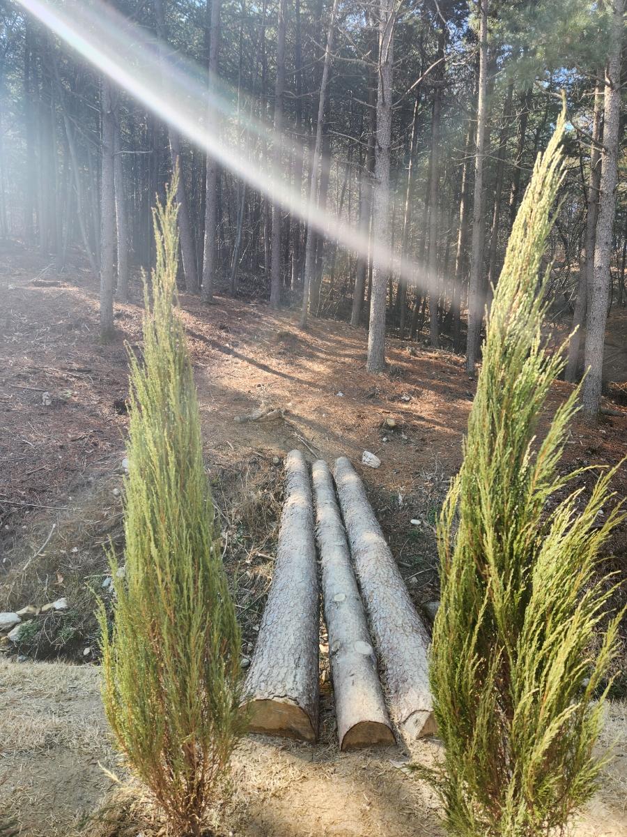 레포레스트(REFOREST) 이미지
