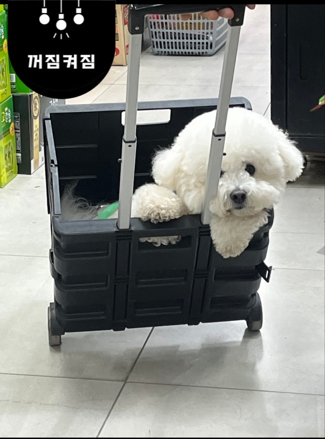 사파리쉼터 이미지