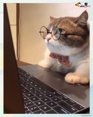 가이모드 이미지