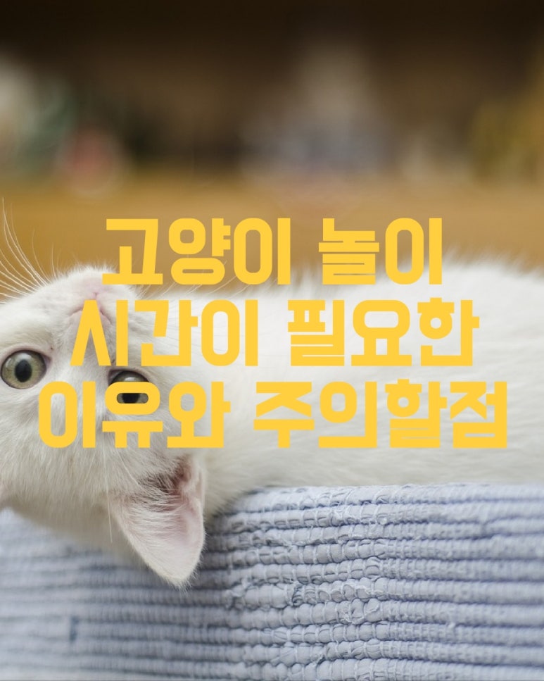 고양이 놀이 시간이 필요한 이유와 주의할 점