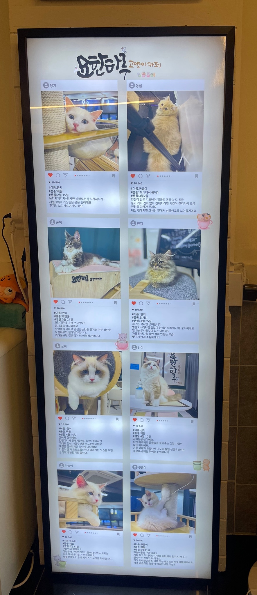 묘한하루 이미지